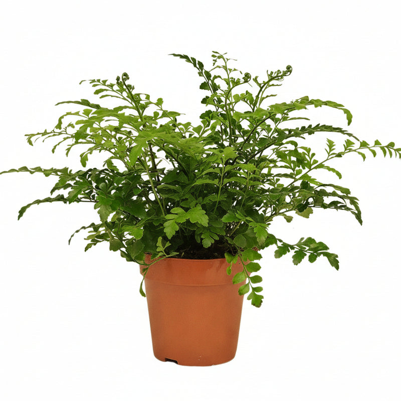 Asplenium Parvati - Farn (Ø12cm, ↕35cm) - Eleganz für Ihr Zuhause