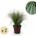 GreenboutiQ Carex comans Frosted Curls - 2 Ziergras-Pflanzen Bild 1