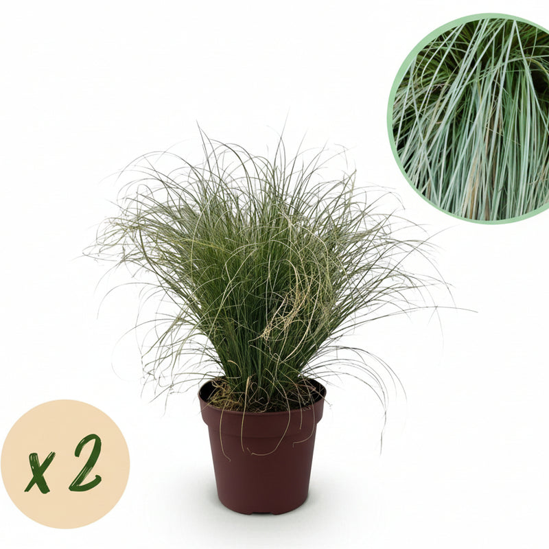 GreenboutiQ Carex comans Frosted Curls - 2 Ziergras-Pflanzen