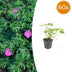 60x Geranium 'Tiny Monster' - 10-25cm hoch, 9cm Topf Bild 1