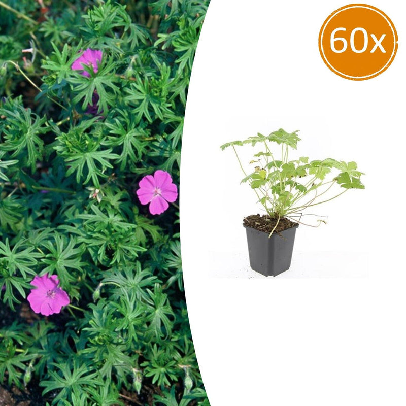 60x Geranium 'Tiny Monster' - 10-25cm hoch, 9cm Topf