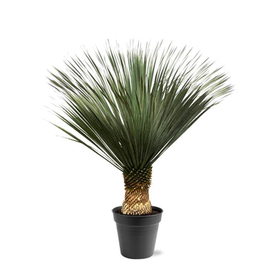 Yucca Rostrata, 130-150 cm, Ø50: Exotische Eleganz für Ihr Zuhause