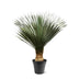 Yucca Rostrata, 130-150 cm, Ø50: Exotische Eleganz für Ihr Zuhause Bild 1