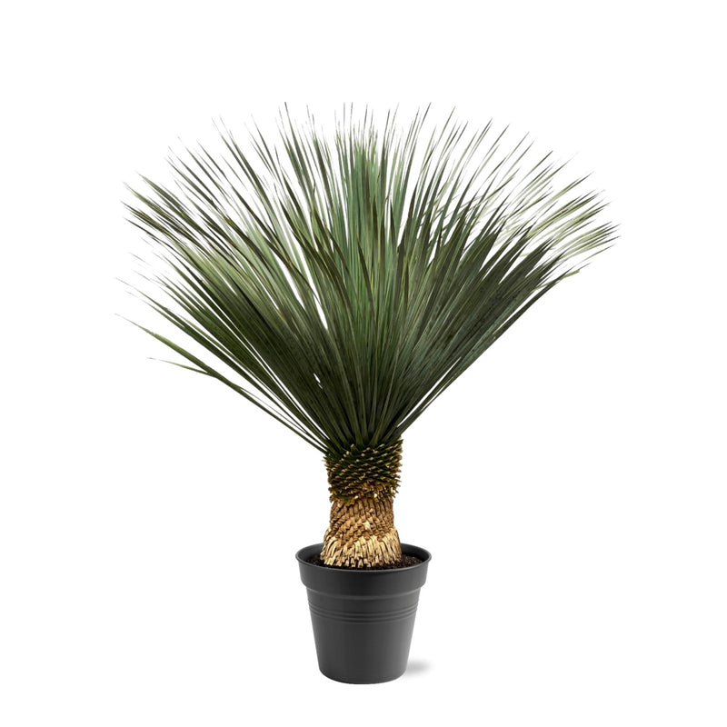 Yucca Rostrata, 130-150 cm, Ø50: Exotische Eleganz für Ihr Zuhause