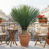 Yucca Rostrata - 140 cm Height, Ø45 cm - Exotic Desert Plant Bild 2
