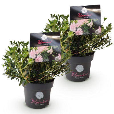 Green boutiQ Zwerg-Rhododendron Bloombux Light Pink 2er-Set