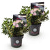 Green boutiQ Zwerg-Rhododendron Bloombux Light Pink 2er-Set Bild 2