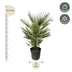 Chamaerops Humilis Zwergpalme – 150cm, frosttolerant, für Sonne Bild 2