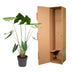 Alocasia Zebrina, Zimmerpflanze - 130 cm, Topfdurchmesser 32 cm Bild 4