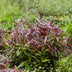GreenboutiQ - Gartenpflanze - Leucothoe Burning Love - Rot - 2 Pflanzen - Immergrün - Wenig Pflege - Topf 17cm Höhe 45cm Bild 5
