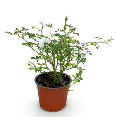 Gartenrose 'White Fairy' - Winterharte, weiße Rose im 12cm Topf