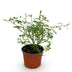 Garden Rose 'White Fairy' - Hardy, white rose in a 12cm pot Bild 2
