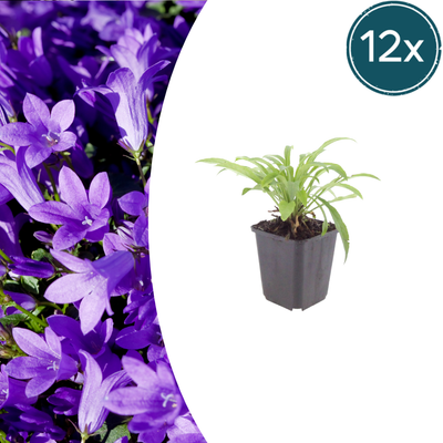 12x Campanula pers. 'Coerulea' - Glockenblume, 10-25cm, Ø9cm Topf