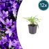 12x Campanula pers. 'Coerulea' - Glockenblume, 10-25cm, Ø9cm Topf Bild 1