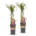 Grüne boutiQ: 2x Pink Blueberry 'Pink Lemonade', winter-hardy, 15cm pot Bild 2