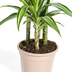 Dracaena Deremensis White Stripe mit Korb Ø21cm, 90-110cm Bild 5