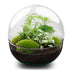 Dome XL Bottle Garden: DIY Plant Terrarium for Your Home Bild 1