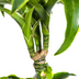 Dracaena Deremensis Dorado mit Korb, 120-140cm Bild 5