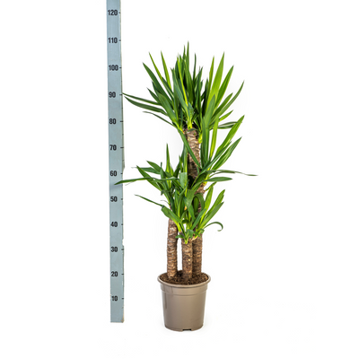 Yucca Elephantipes (Ø21cm, 90-110cm H) - Robuste Zimmerpflanze