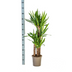 Yucca Elephantipes (Ø21cm, 90-110cm H) - Robuste Zimmerpflanze Bild 2