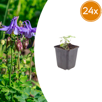 24x Aquilegia vulgaris (Akelei) - 10-25cm - Ø9cm