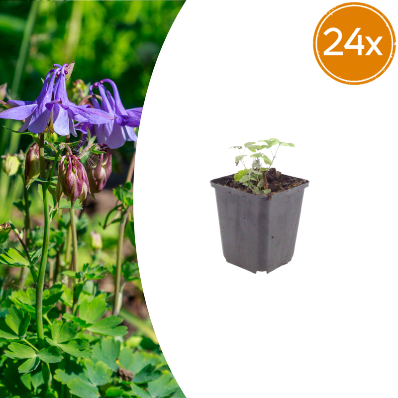 24x Aquilegia vulgaris (Akelei) - 10-25cm - Ø9cm