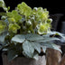 GreenboutiQ - Gartenpflanze - Lenten Rose - Helleborus sternii Silver Dollar - Grüne Blüte - 2 Pflanzen - Immergrün - Topf 14cm Höhe 35cm Bild 11