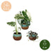 Baby Variegata Mix (3er Set) - Exklusive Tropenpflanzen Ø6cm Bild 5
