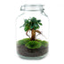 Bottle Garden Ficus Ginseng Bonsai DIY Kit with Accessories & Instructions Bild 2