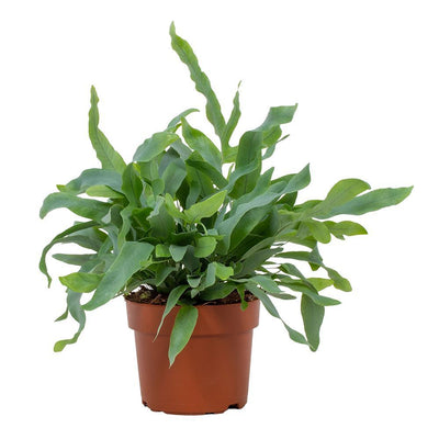 Phlebodium Blue Star Farn, 12cm Topf, ca. 32cm hoch