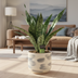 Sansevieria Aubrytniana Dragon – Ø14cm, H55cm Bild 2