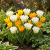 15x Tulpenzwiebeln Sunbath - Gelb-Weiß - Blütezeit April-Mai Bild 2