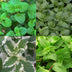 GreenboutiQ Kräuterpaket: 8 Teekräuter für Ihren Duftgarten Bild 3