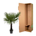 Hanfpalme Trachycarpus Fortuneii 160-180cm, Ø30 cm Bild 4