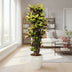 Codiaeum Iceton (Croton) 190 cm - Striking Foliage for Your Home Bild 3