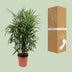 Rhapis Excelsa (Steckenpalme) - Ø27cm, ↕120cm - Pflegeleichte Eleganz Bild 3