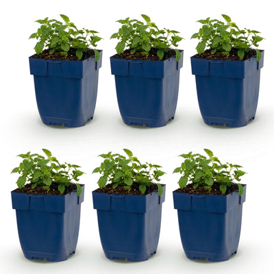 Green boutiQ - Perennial - Nepeta faassenii 'Snowflake' - Catmint - Bee and Butterfly Attractor - White - 6 Plants - Pot 11cm - Height 15-25cm