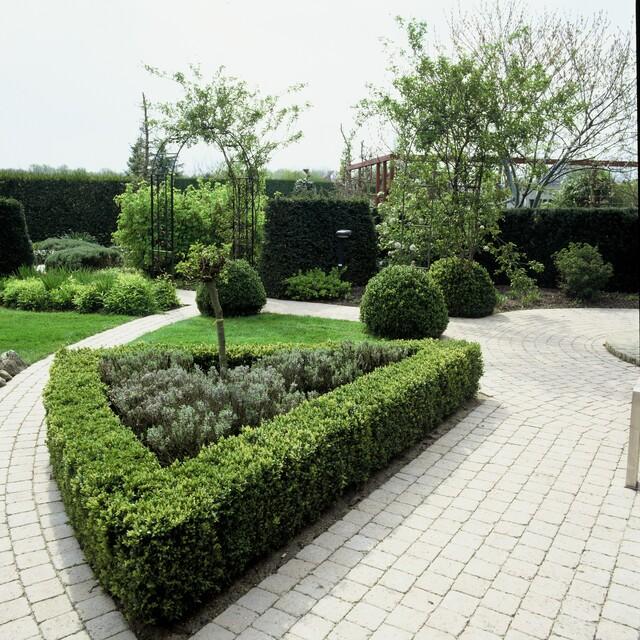 12x Buchsbaum (Buxus Sempervirens) 10-25cm im Ø9cm Topf