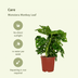 2x Monstera Monkey Leaf - Lochpflanze - 30cm - Ø12cm Topf Bild 3