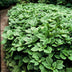 12x Pachysandra terminalis - ↕10-25cm - Ø9cm Bild 5