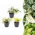 3x Epipremnum Tricolour Trio: Gelb-Grün-Creme | Ø6cm | 20-25cm Bild 1