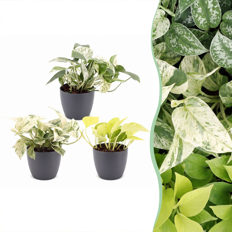 3x Epipremnum Tricolour Trio: Gelb-Grün-Creme | Ø6cm | 20-25cm