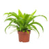 Asplenium Antiquum Streifenfarn 12cm Topf - 19cm hoch Bild 1