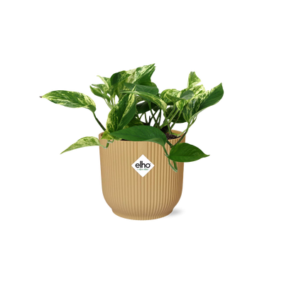 Scindapsus Marble Queen Kletterpflanze im gelben Topf