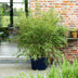 Fargesia Rufa Bamboo - Non-Spreading - 2 Plants - 23cm Pot Bild 4