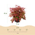 Nandina Blush Pink (Dunkelrosa) - Immergrün, pflegeleicht, 40cm, Topf 17cm Bild 3