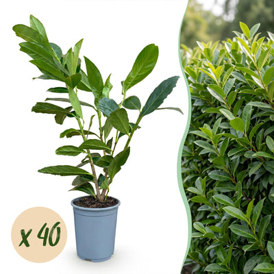 Green boutiQ - 40x Prunus laur. Caucasica - Lorbeer-Kirsche - Heckenpflanzen - Immergrün - Grün - Topf 9cm - Höhe 25-35cm