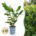 Green boutiQ - 40x Prunus laur. Caucasica - Lorbeer-Kirsche - Heckenpflanzen - Immergrün - Grün - Topf 9cm - Höhe 25-35cm Bild 1