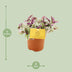 Tradescantia Sweetness 10,5cm - Ø10,5cm - ↕10cm Bild 4