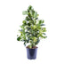 Clusia Rosea White Star - Ø24cm - ↕95cm Bild 1